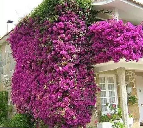 青島花園設計與施工