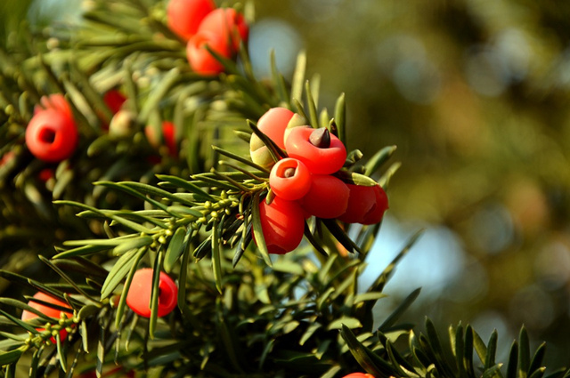 青島日式庭院設計風格