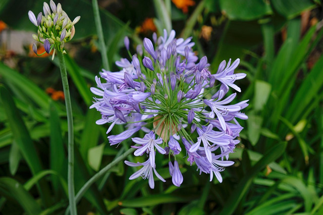 青島別墅庭院設(shè)計(jì)