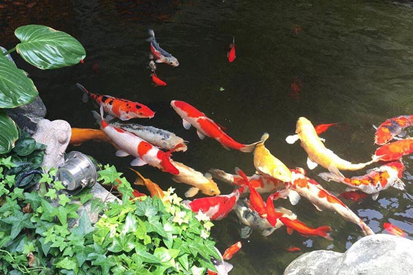 青島錦鯉魚池如何養(yǎng)護才能干凈清澈？