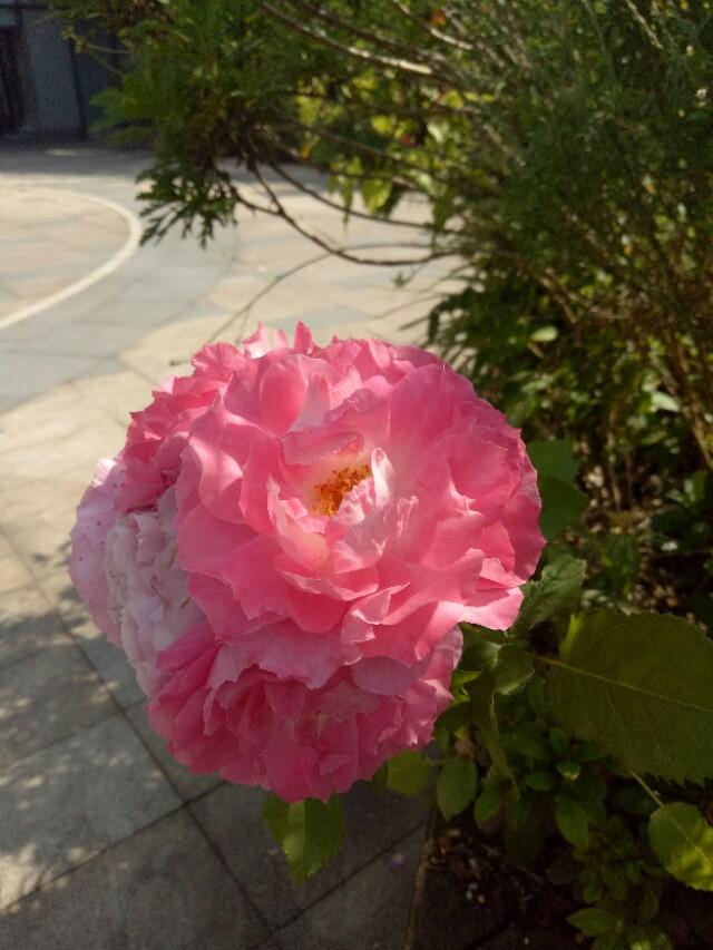 別墅庭院設計不只有亭臺樓閣 還有姹紫嫣紅，錦上添花