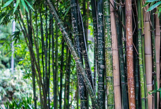 這10種樹(shù)，宜栽于庭院入口，你種對(duì)了么？