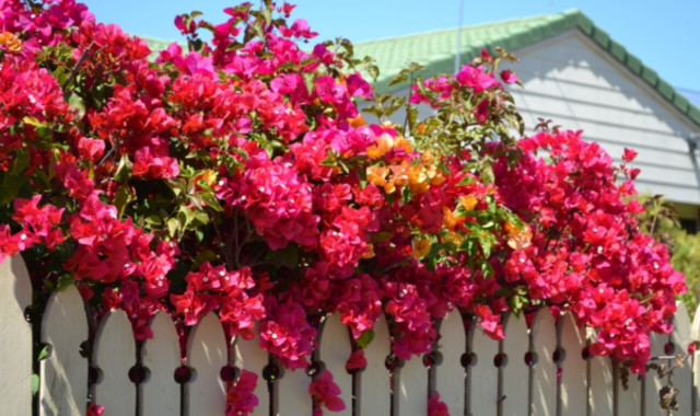 庭院百科-葉子花這樣養，開滿庭院沒問題
