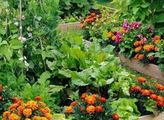 青島花園設(shè)計(jì)這樣規(guī)劃，“魚(yú)和熊掌”可兼得