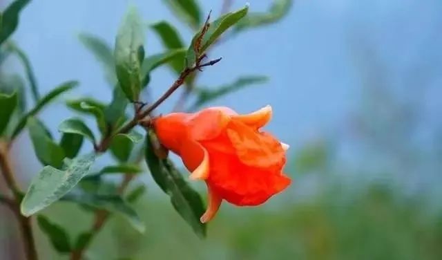 這10種花植，添置進你的小院中，芳香四溢，心情愉悅~