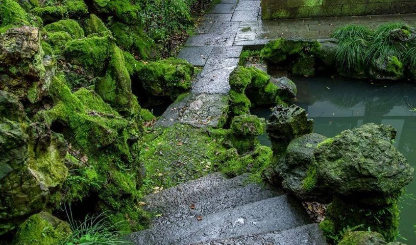 庭院養苔，清新又雅致~