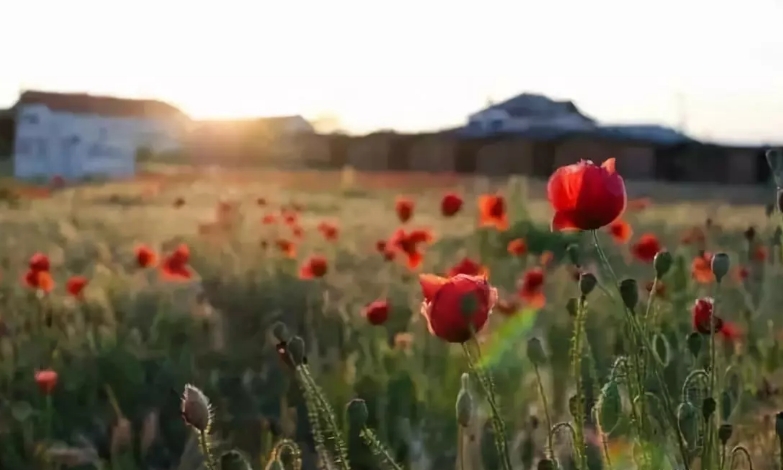 花園植物色彩語言，讓植物為你說話