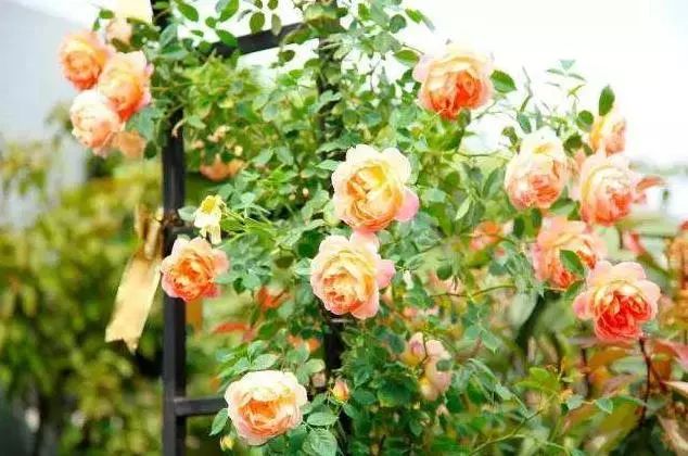 如此漂亮的花園設計，誰看了都會心動。濰坊庭院設計