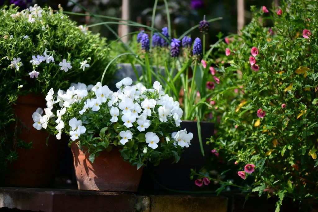 花園之美，美在哪些方面？