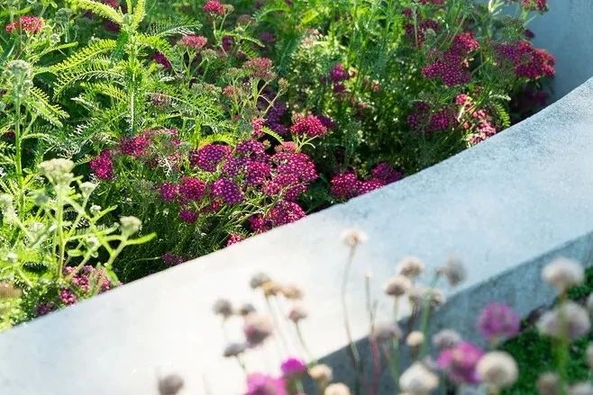 花境營造，只要用對了方法，其實沒那么難