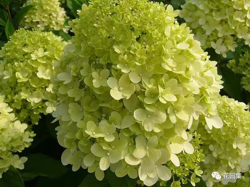 繡球花小知識看這里~